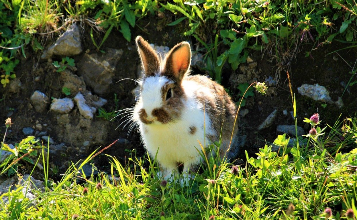  L  alimentation du  Lapin 